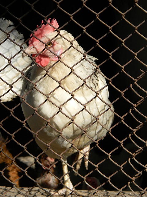 称赞有加 称赞有加